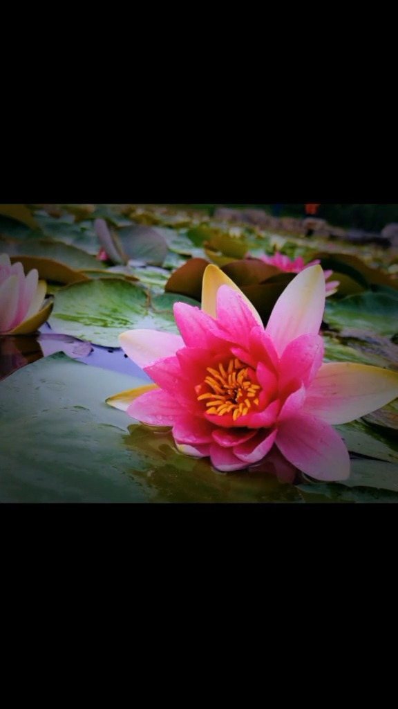  - 【任舒瞳】《爱我吧》一遍两遍三遍四遍 就喜欢听你说我最特别