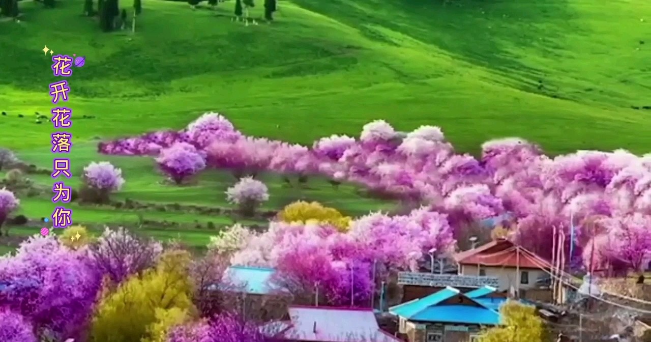  - 花开花落只为你