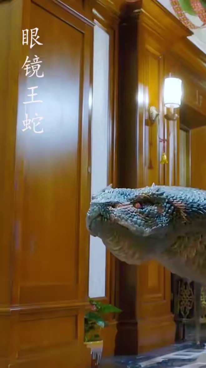 眼镜王蛇,泰坦巨蟒,双头蛇,双头蛇大哥,它们打一架你觉得谁赢?