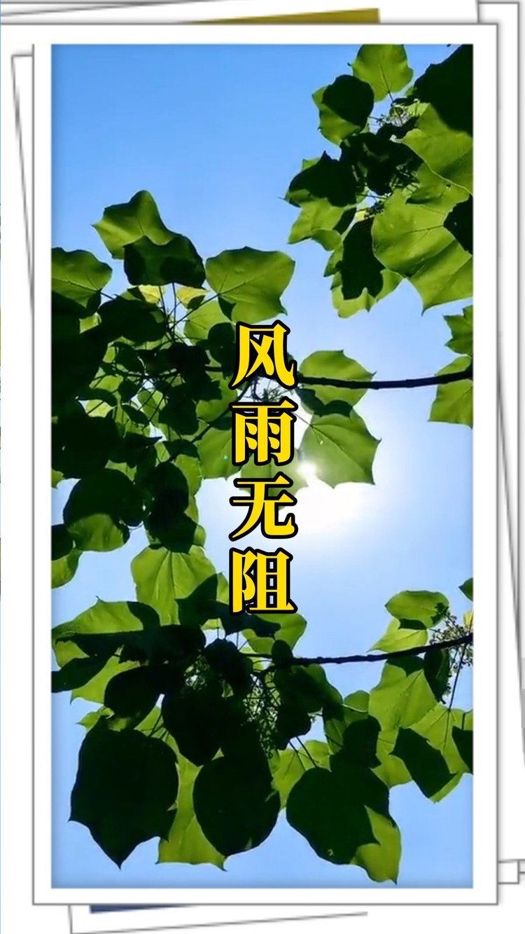  - Just A Flower 首发单曲《风雨无阻》