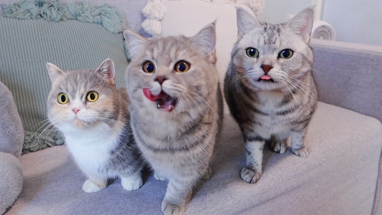 五条猫猫图图片
