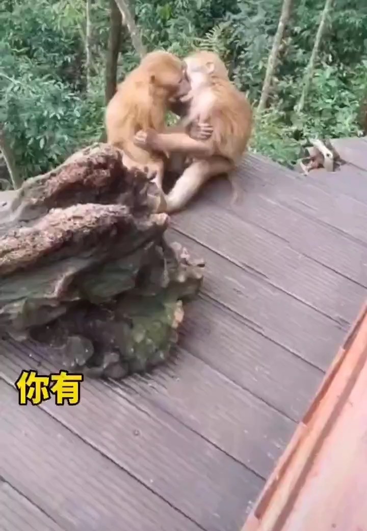 - 猴子接吻