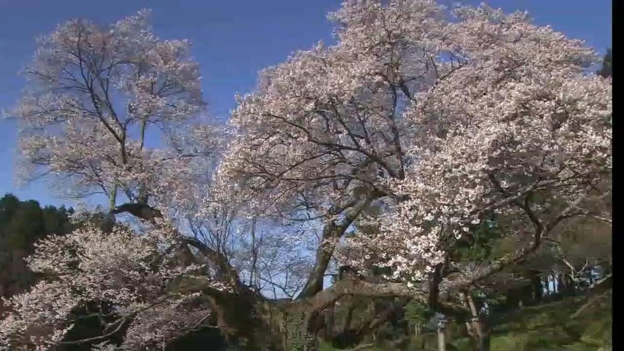  - 刘畅 _ 大欣 - 好喜欢你.mp4林间抚琴者