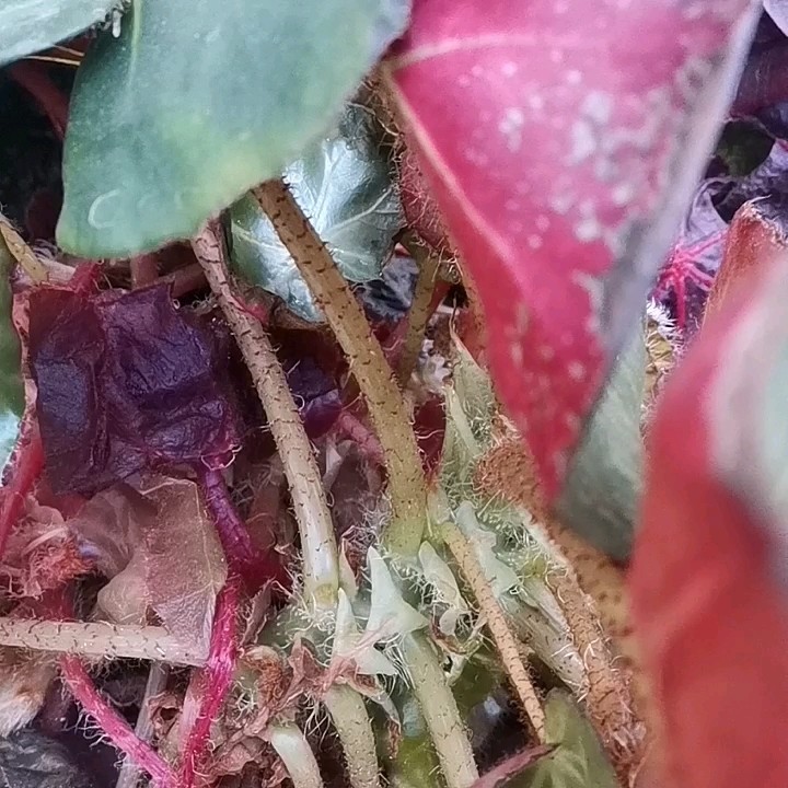  - 感恩的心