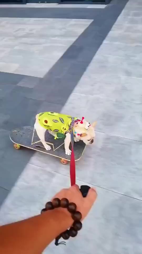 - 同样是法斗犬,为什么别人家的玩滑板玩得这么好?