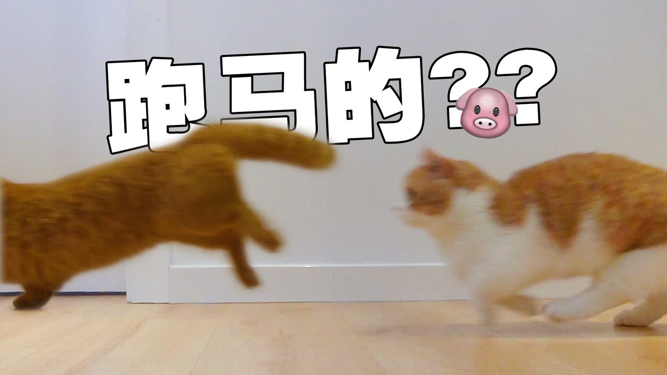 猫奔跑速度有多快?跑起来影子都没