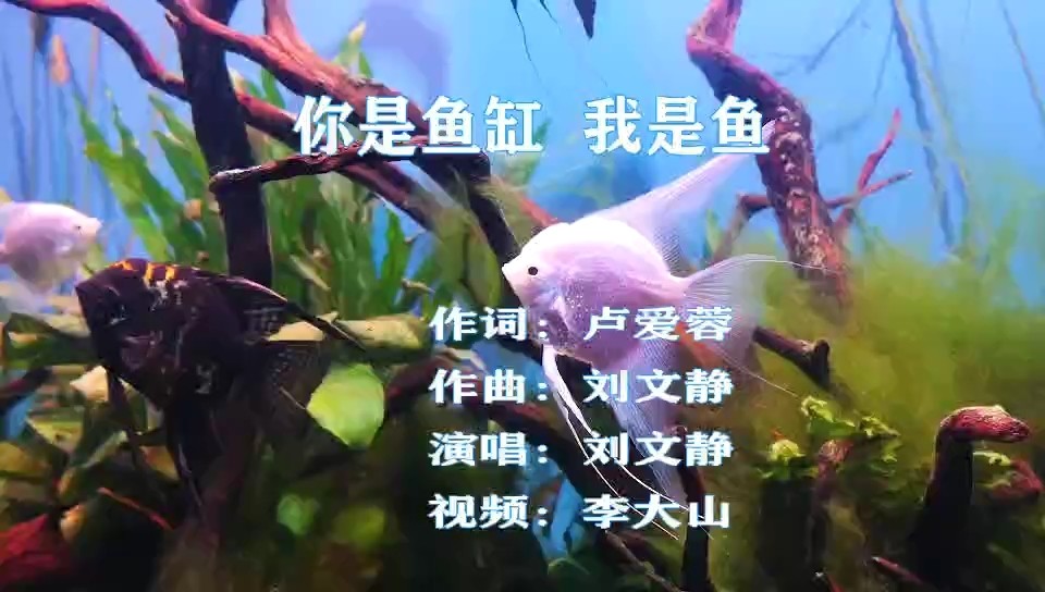  - 你是鱼缸     我是鱼