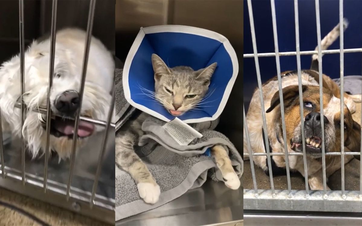  - 可怜的狗狗们被关着。。