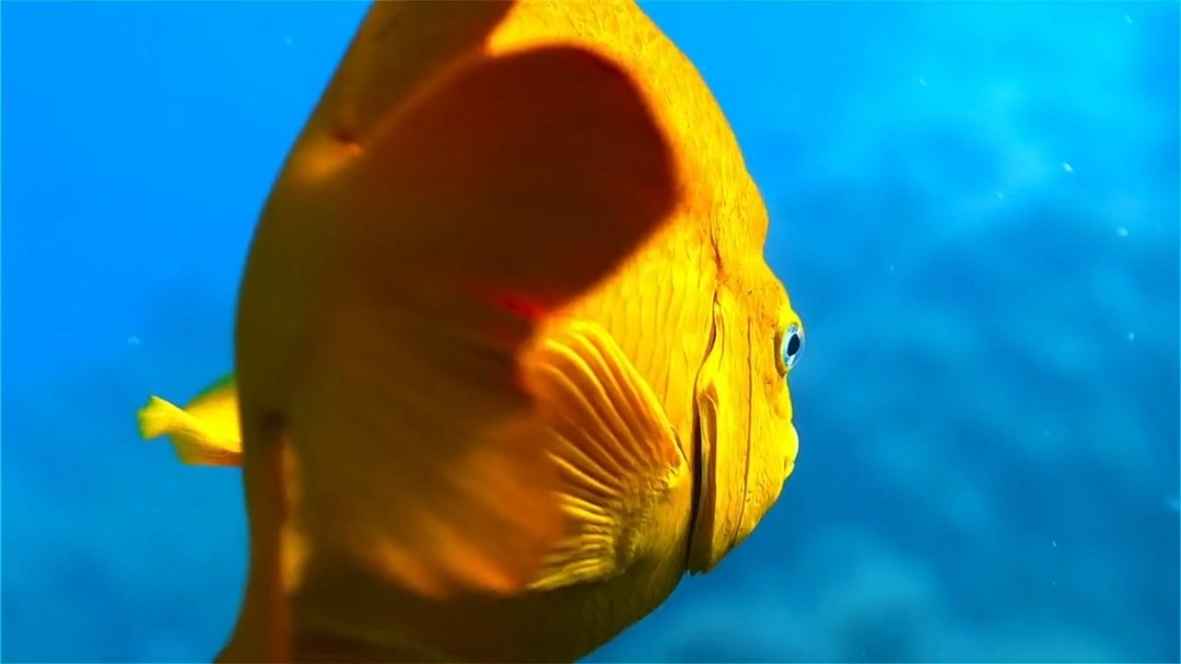 【暗绿鲀】超萌河豚吃起东西来居然这么凶残?