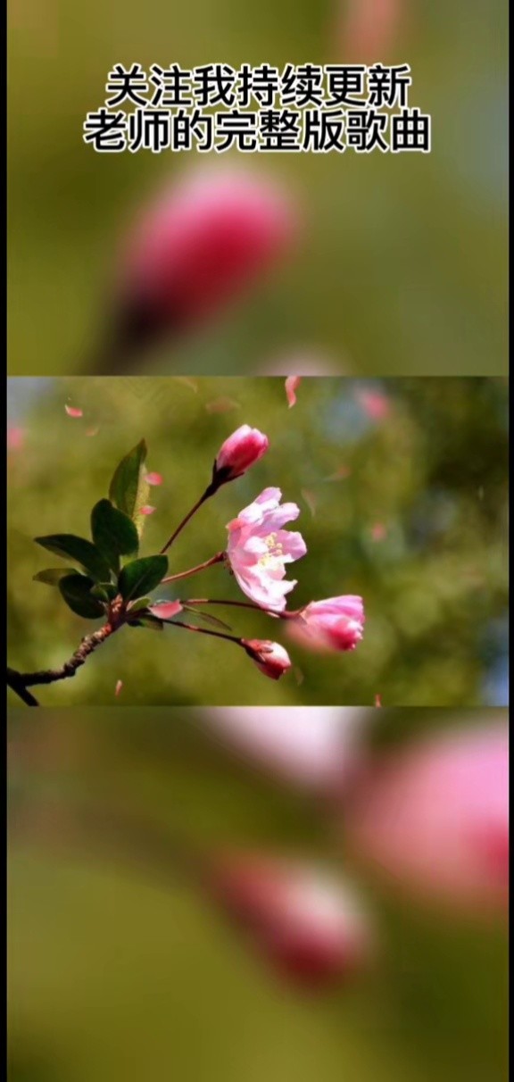 歌手林子水中花图片