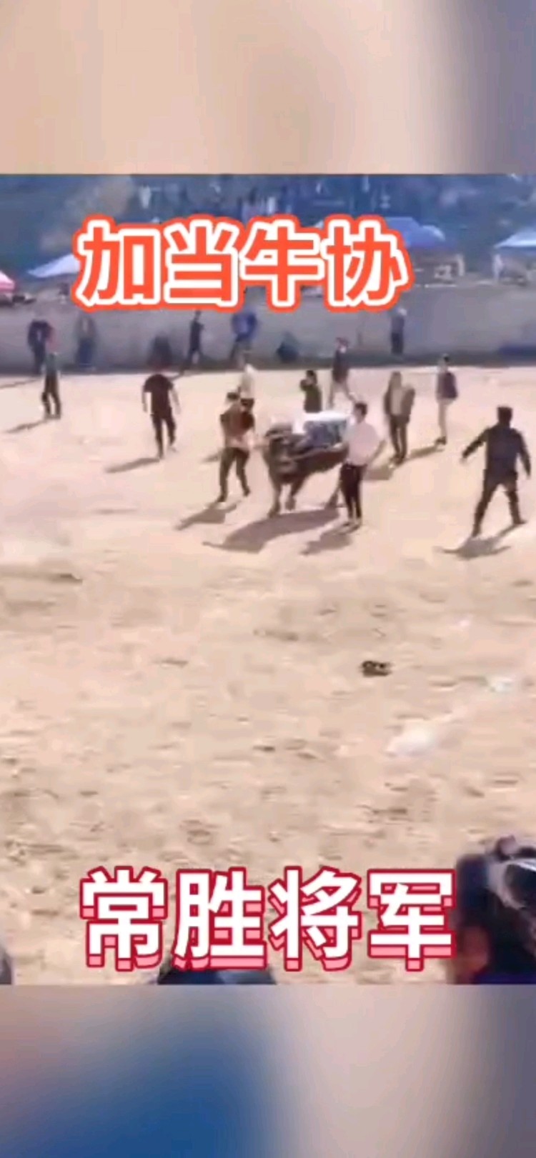 - 致敬从江爱牛人士