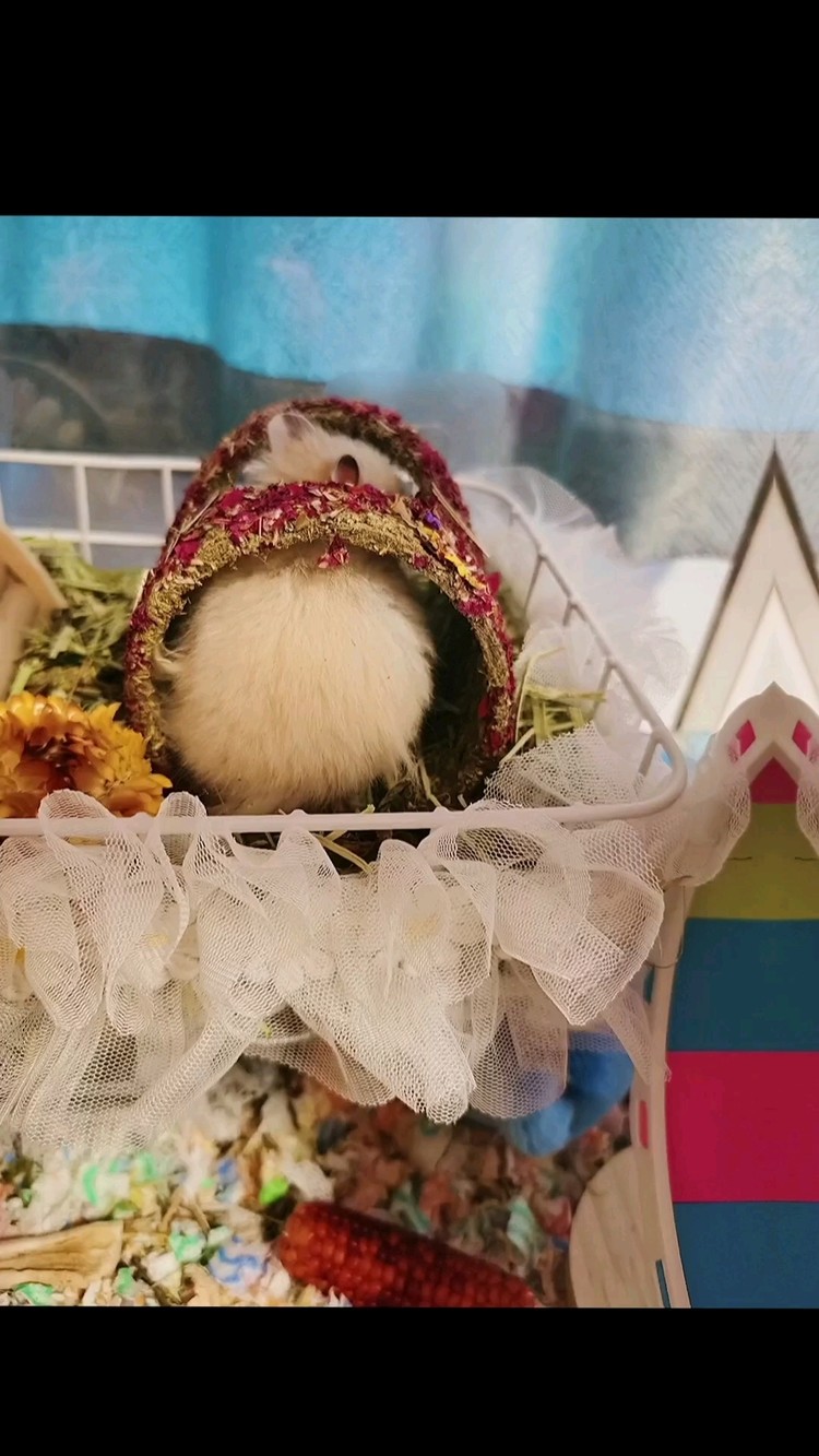 - 一人一鼠俩猫