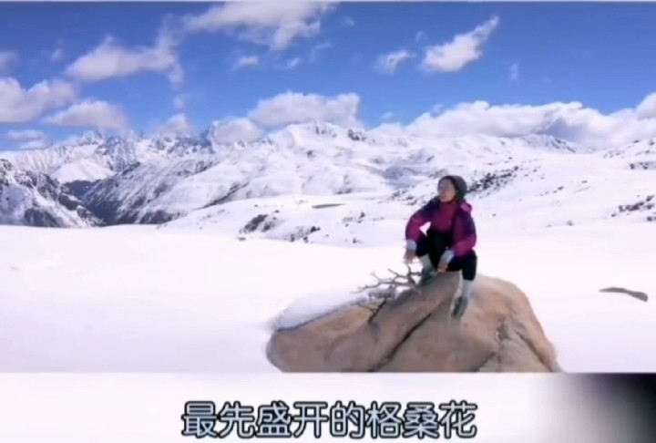 - 我是你的格桑花——王琪