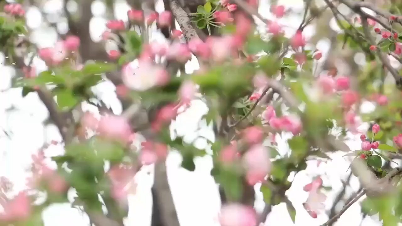  - 万人迷-邱小龙