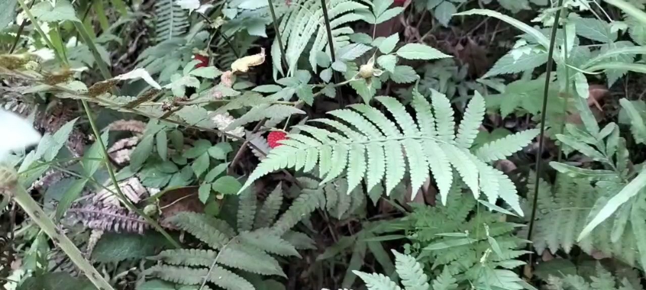  - 岁月蹉跎