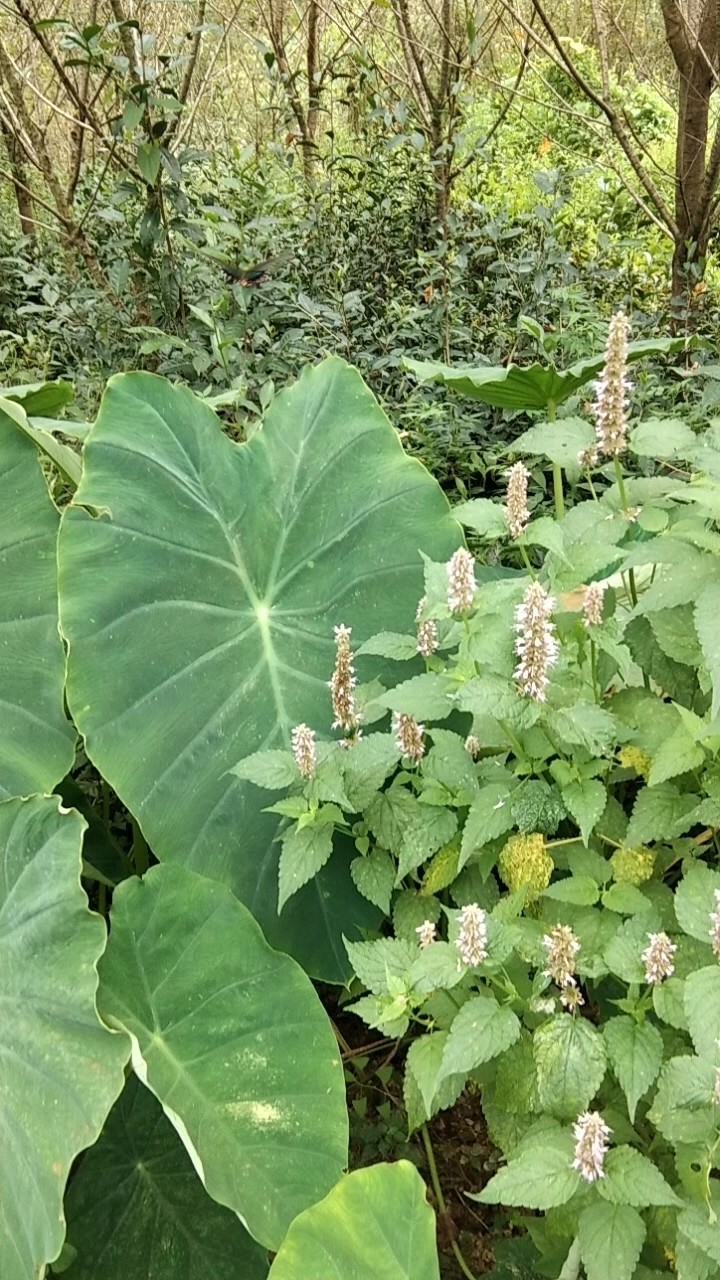  - 《夏风 蝉鸣 黑凤蝶》