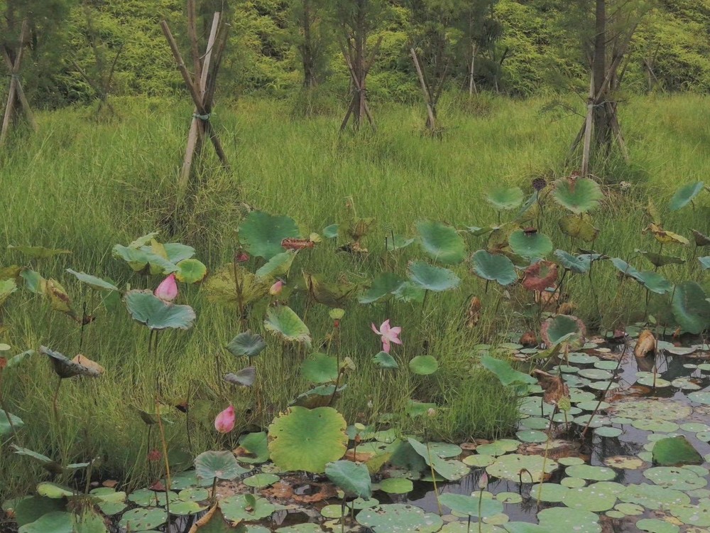  - 谭维维《如果有来生》 如果有来生，要做一只鸟