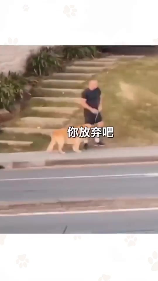  - 一位很绝望的狗主人哈哈哈哈哈哈哈哈哈哈