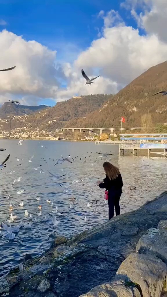  - 我想做日内瓦湖里的一只水鸟，无忧无虑，自由自在