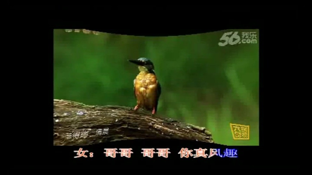  - 哥妹网缘【 天籁含香   枫舞】