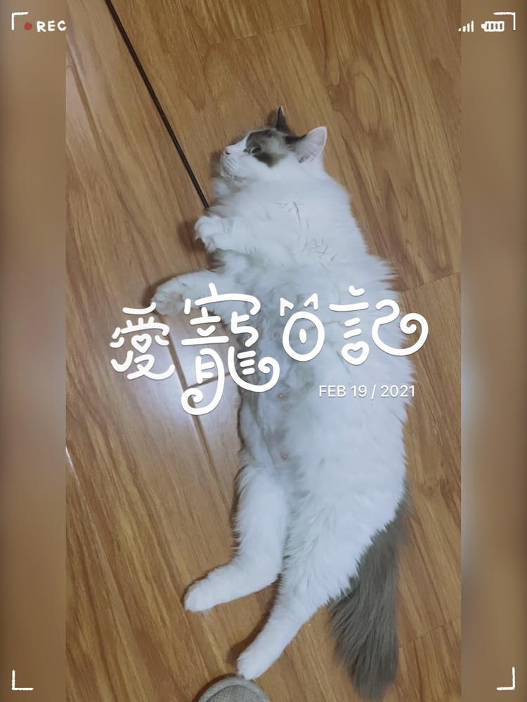  - 喵星人最可爱