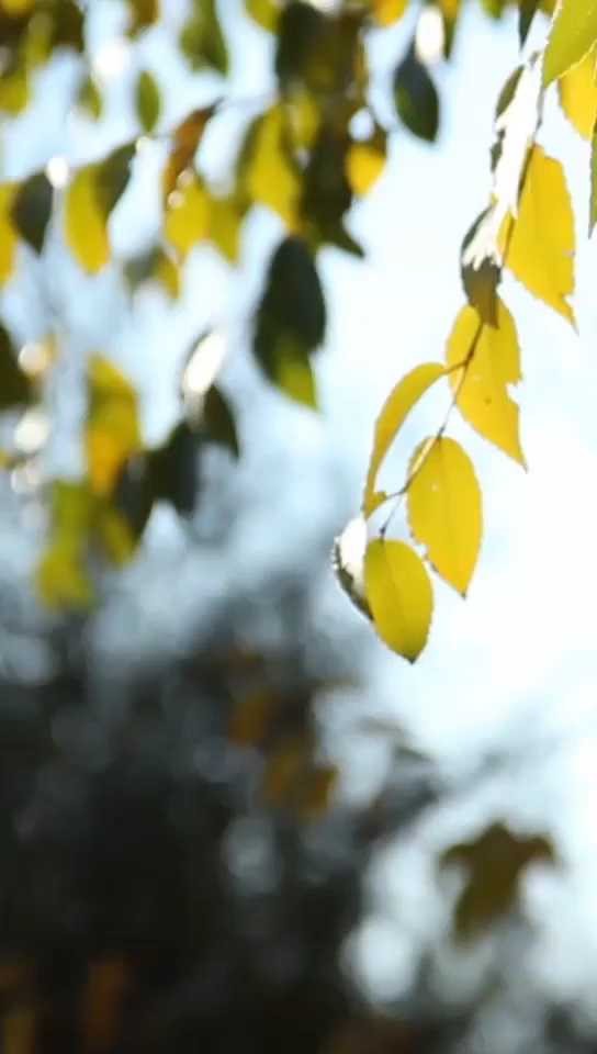  - 今夜我又无眠