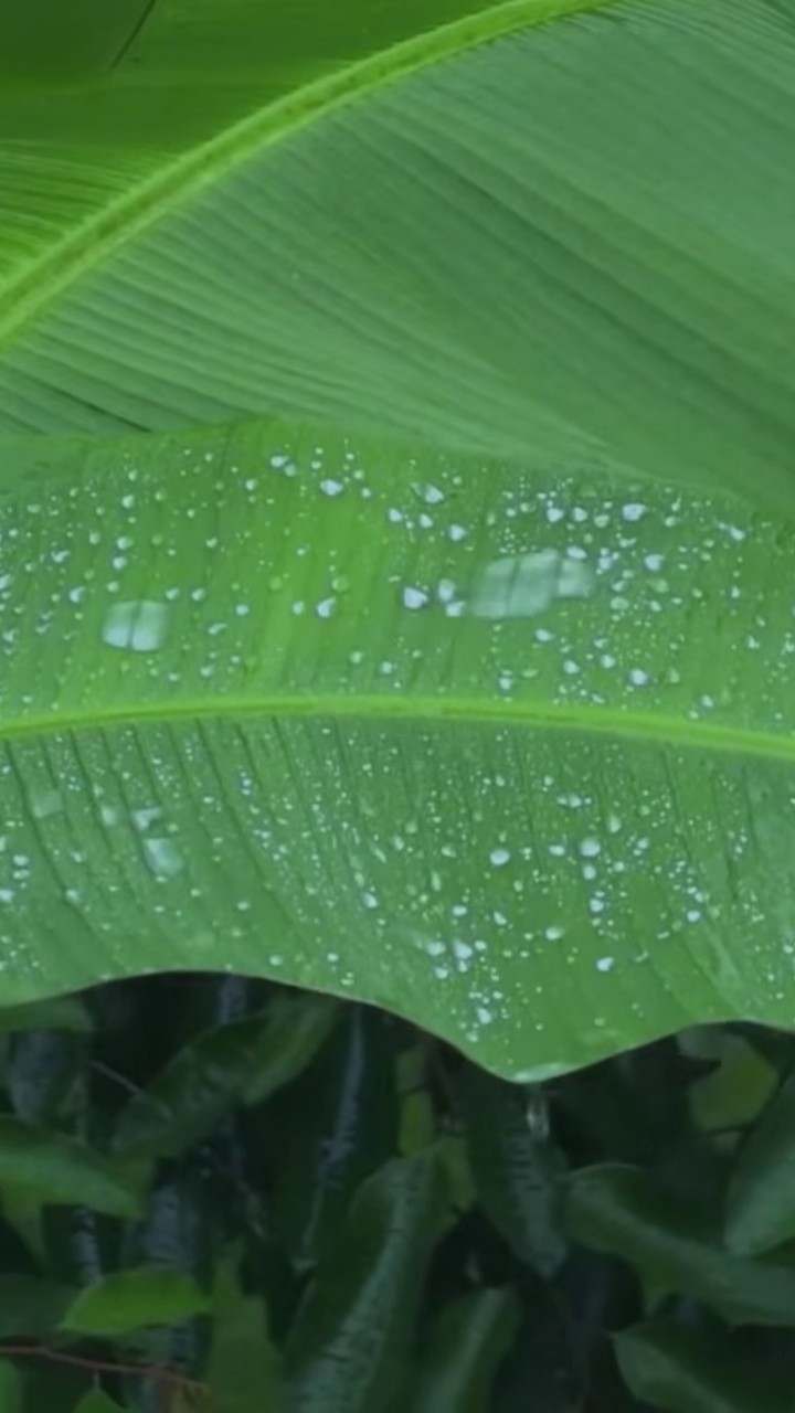 【白噪音】雨打芭蕉——舒服白噪音氛围声,雨滴落在芭蕉叶子上的轻松