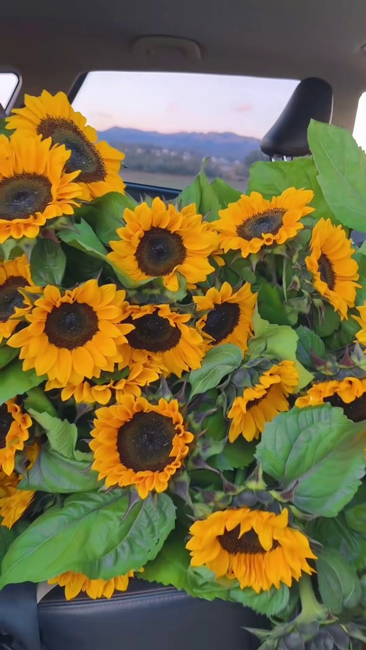 向日葵 #女生的快乐就是这么简单