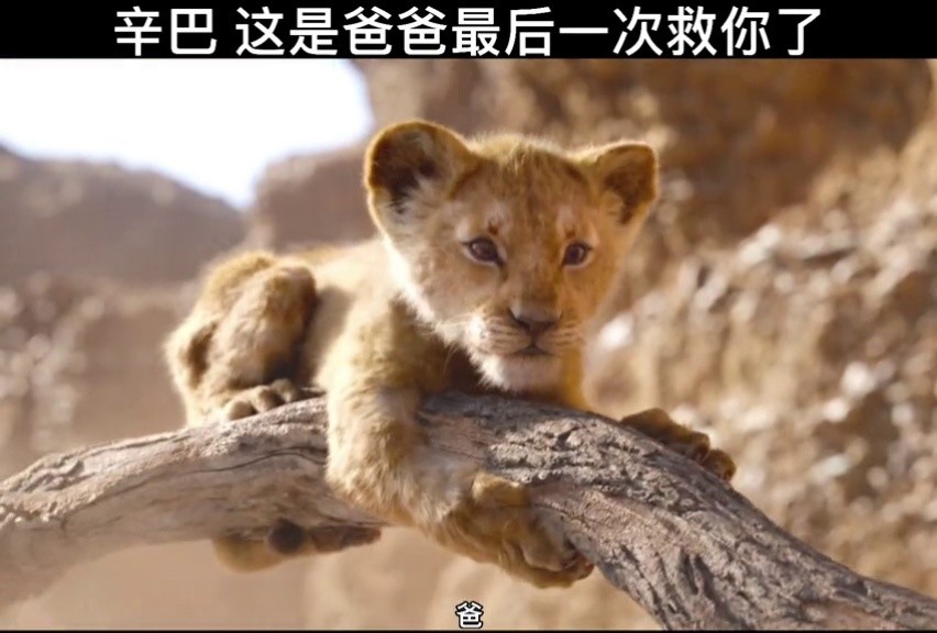 辛巴 这是爸爸最后一次救你了#歌曲我太笨