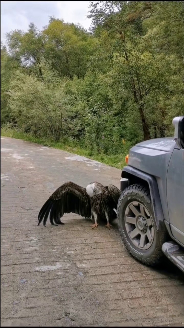 山间小道一只秃鹫挡道不让车辆通行,你是几个意思.