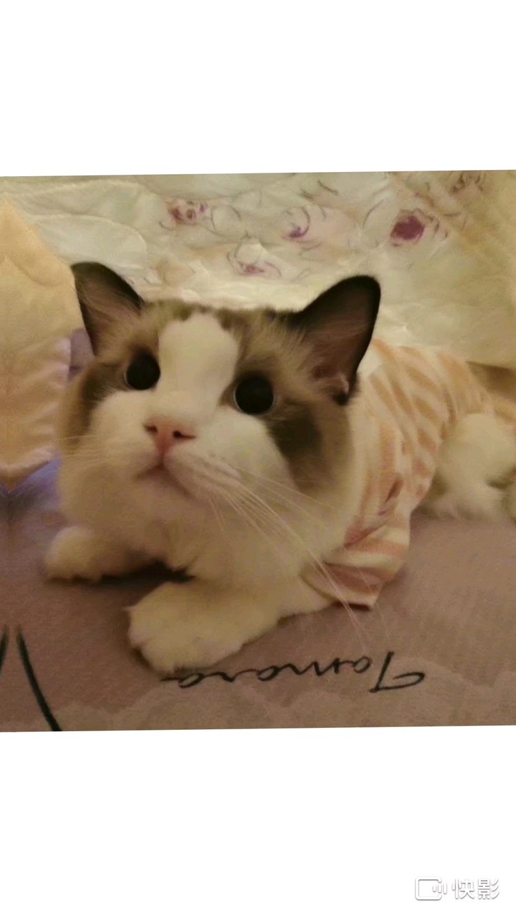  - 一起来吸猫