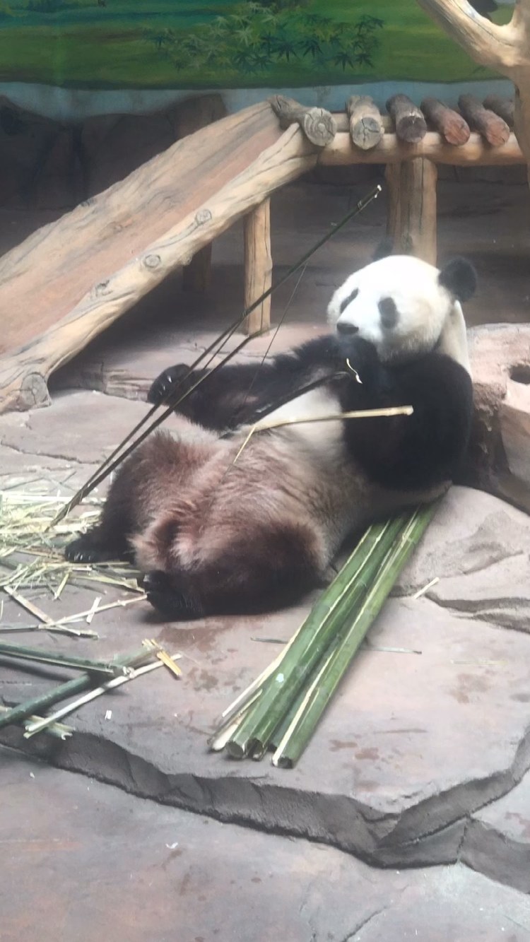  - 熊猫吃竹子，我也想吃