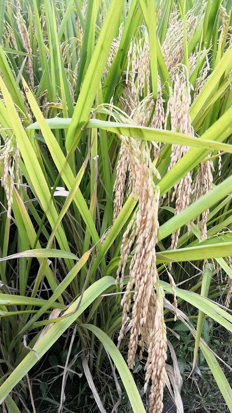  - 水稻成熟了，国庆田园之旅