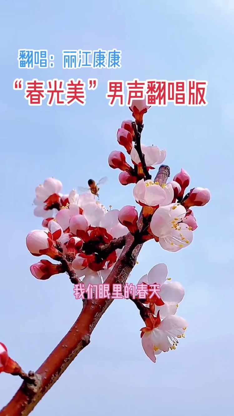 春光美 #丽江康康 #完整版 #男声翻唱 #cover张德兰 #经典老歌 #瓷舷