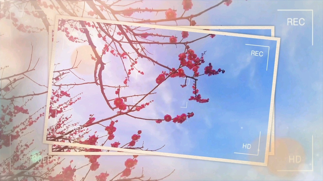  - 阳暖🌞梅开🌸~~~