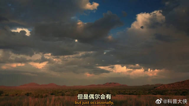  - 在沙漠中游荡的跳羚偶遇大雨