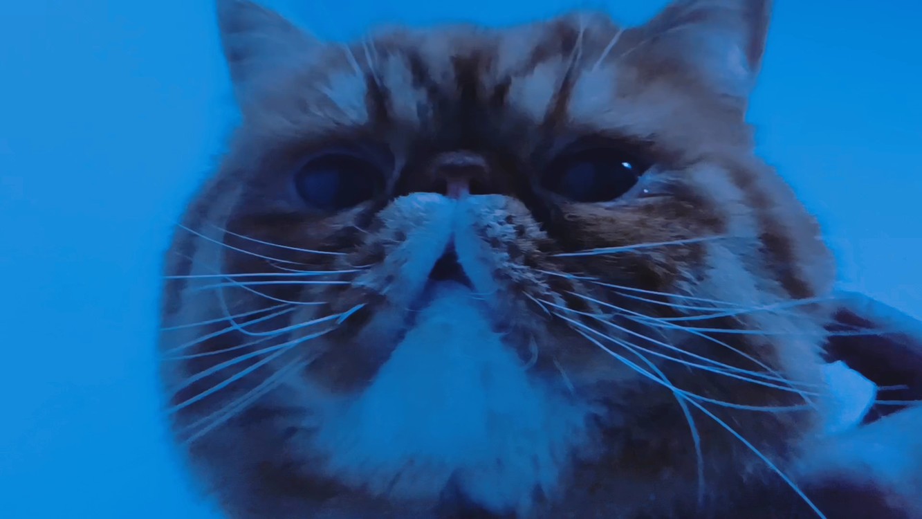 - 加菲猫大熊和金韵依的的日常