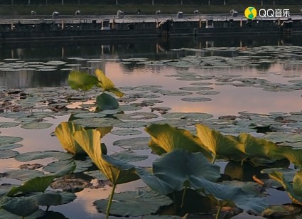 - 月亮湾的歌声