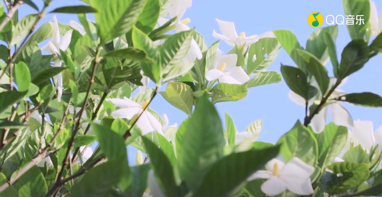  - 栀子花白兰花 晓风 春兰 词 周友良 曲 常思思 演唱 孟可 编曲